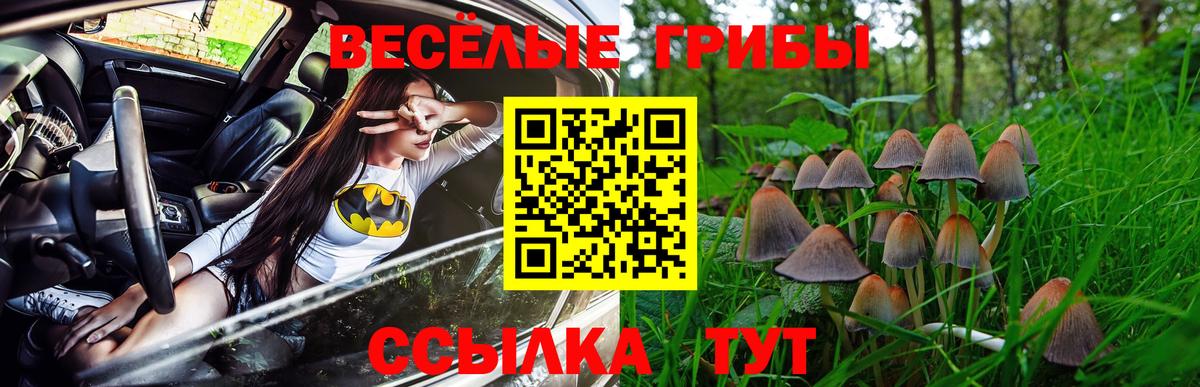 Галлюциногенные грибы Psilocybe Сорочинск